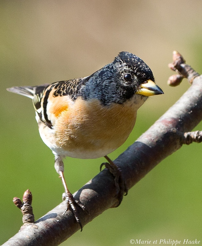 Pinson du Nord 3683_wm.jpg - Pinson du Nord - Brambling - Fringilla montifringilla(Ermitage, Genève, Suisse, mars 2011)